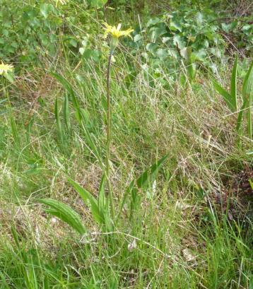 Långenäs Församling: Sillerud Koordinater: 6573752, 1303608 Tuvaobjekt: Ja Areal: 0,5 ha Naturtyp enl Tuva: 6510 Hävd: Nej Hävdform: Floravärlden Lst 2013: Nej Årjäng del 1: Nej Årjäng del 2: Nej Med