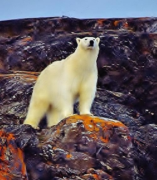 På Svalbard får man ett nytt perspektiv på vad som är kulturminnesvård. Samtala omkring vad som är kulturminnen på Svalbard, och vilka hot dessa utsätts för.