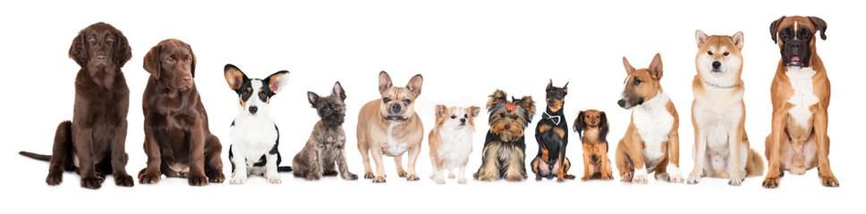 HundAkutens kurser våren 2017 Anmäl dig till våra spännande kurser på: info@hundakuten.