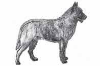Standardkommitté 2011-11-29 HOLLANDSE HERDERSHOND Nordisk Kennel Union Dansk Kennel Klub