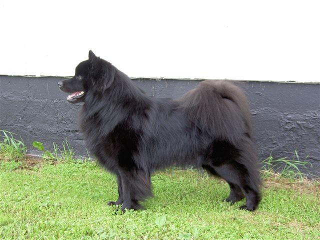 Svensk Lapphund Grupp 5: Spets och