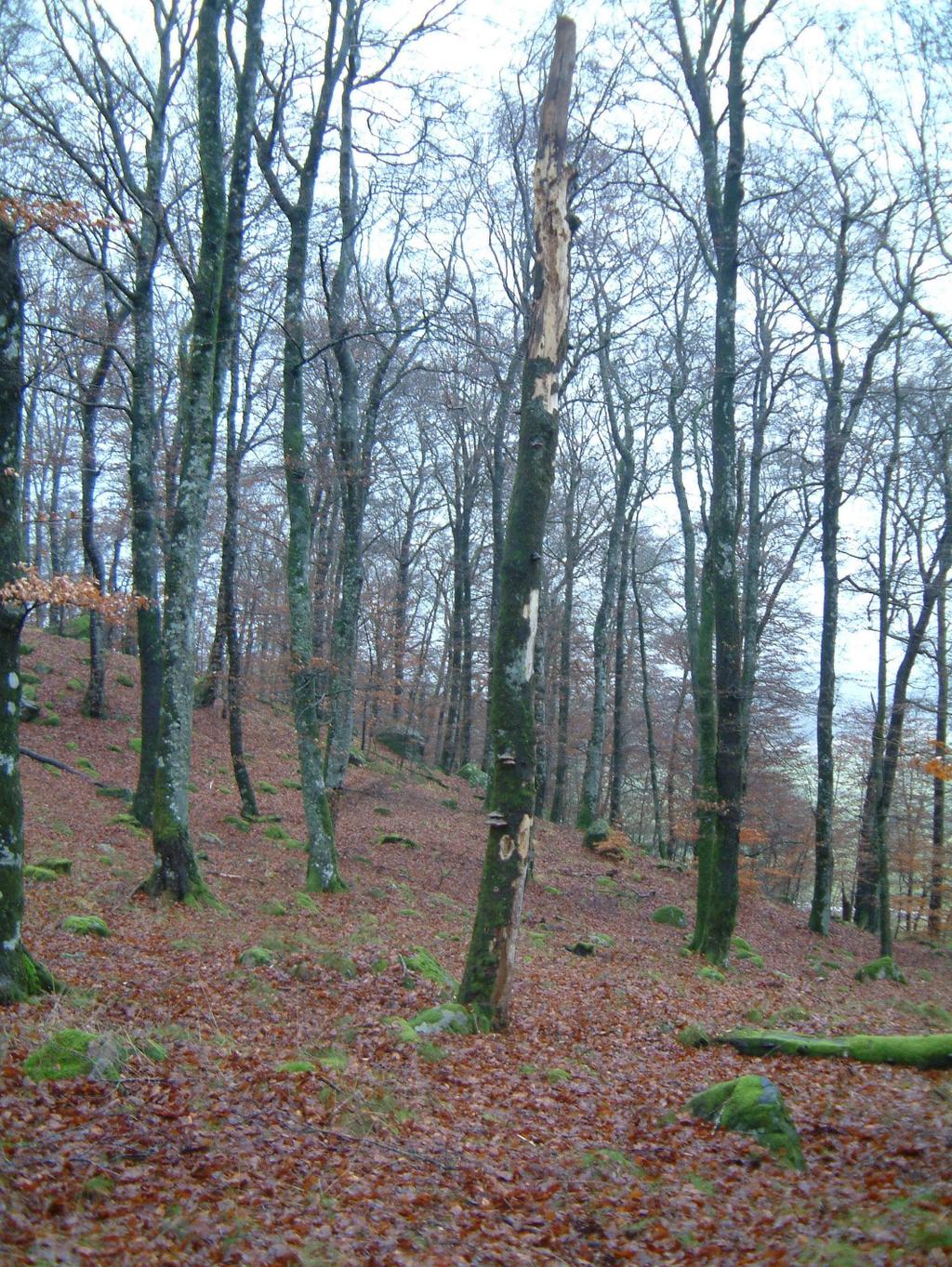 Bevarandeplanen är ett dokument som beskriver vad syftet och målet är med varje enskilt Natura 2000-område.