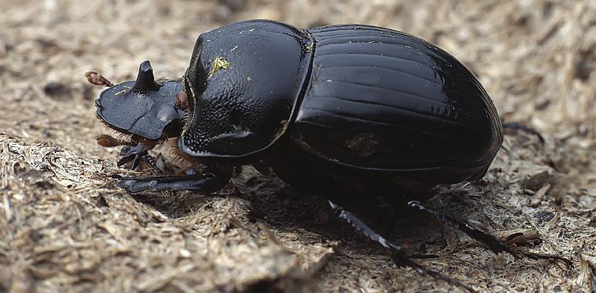 Fyrfläckig dyngbagge (Aphodius quadriguttatus) Streckdyngbagge (Aphodius