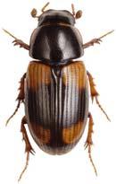 starkt rundad och kullrig kropp liknande arterna i släktet Onthophagus. Fyrfläckig dyngbagge lever i spillning på öppen, torr betesmark.