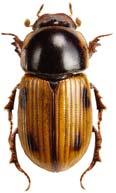 Aphodius luridus likgul