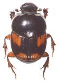På en nivå strax därunder återfinns likaledes hotade men något mer utbredda arter som matt dvärgdyvel (Onthophagus ovatus, EN), Joannas dvärgdyvel (Onthophagus joannae, VU), likgul dyngbagge