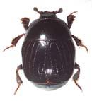 Chalcionellus decemstriatus. FOTO HÅKAN LJUNGBERG Hister bissexstriatus. FOTO HÅKAN LJUNGBERG föreslagna åtgärderna.