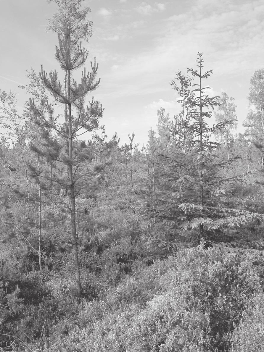 Granföryngring på tallmark, hur ofta förekommer det? How often are Norway spruce planted on poor Scotch pine sites?