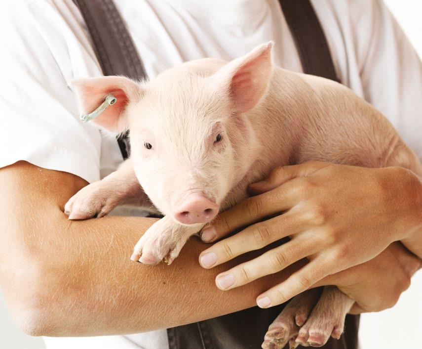 Friska grisar med minsta möjliga antibiotika Antibiotikaanvändningen har sjunkit de senaste 20 åren.