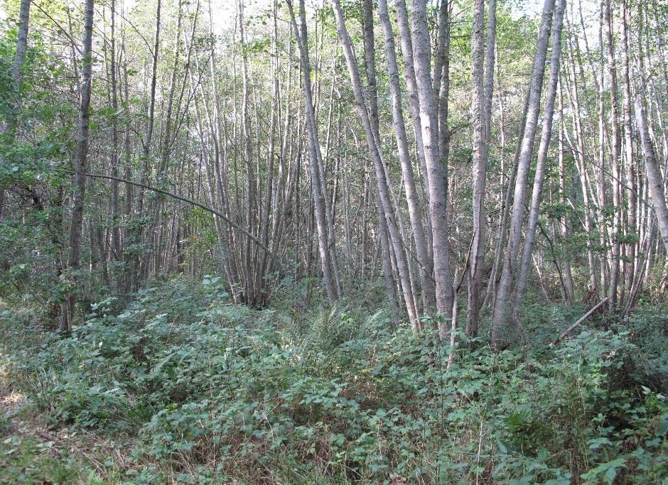Område C Ett lövsumpskogsparti främst bestående av yngre alskog och med några naturvårdselement såsom t.ex. död ved och högstubbar.