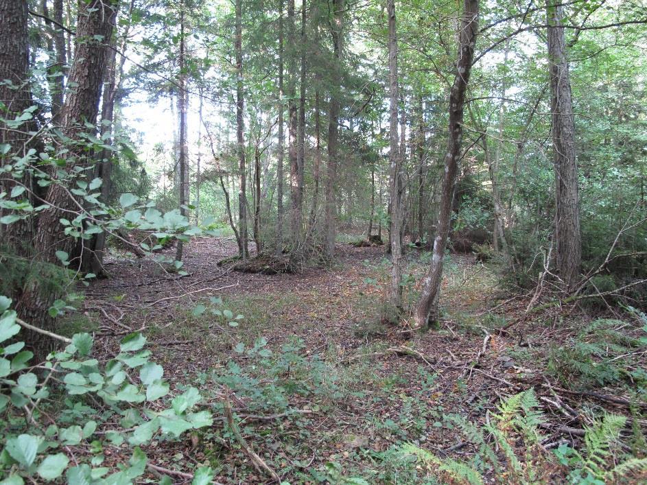 Området klassas med Högt naturvärde NVK 2. Område D Fig. 4. Yngre alskog i område C. Lövskog med en stor blandning av trädslag.