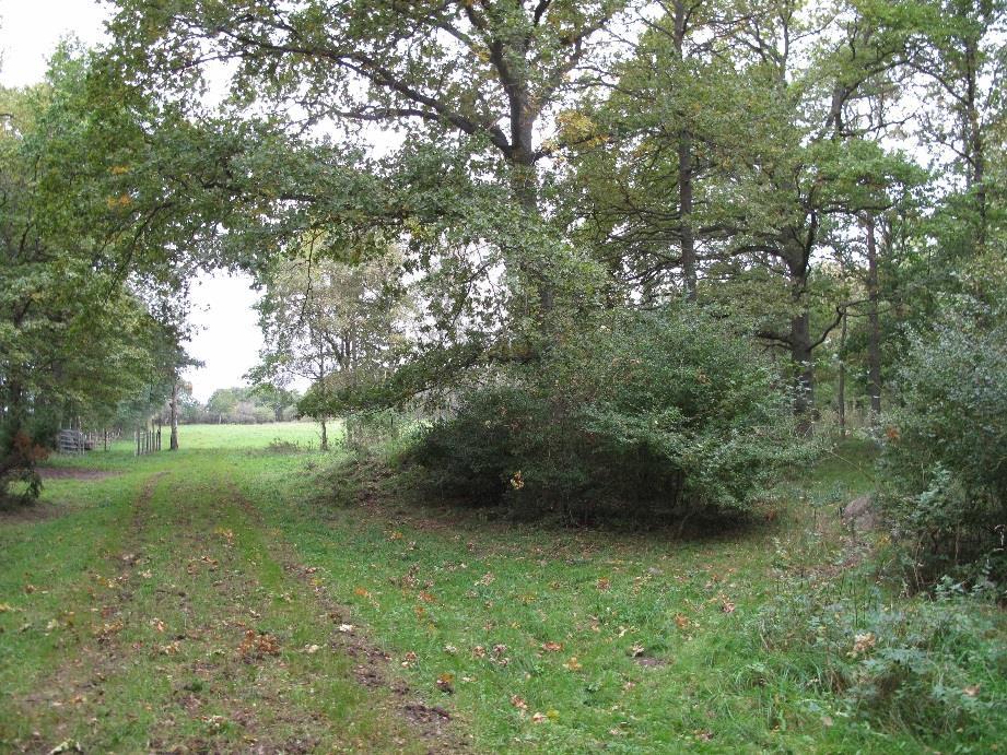 Område H En betesmark där stora delar av består av trivial åker men skogspartierna har en intressant öppen struktur. Betad ekhage med blommande buske såsom hagtorn är alltid av naturvärde.