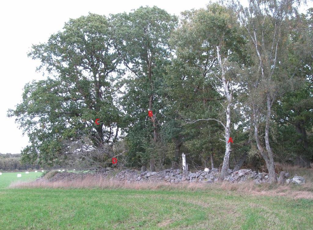 Fig. 8. Ett intressant parti i område J med solbelyst grov ek och björk. På bilden ses några objekt av extra intresse. A= torraka av björk med björkticka; B= stamskada av gren uppe i ek, ev.