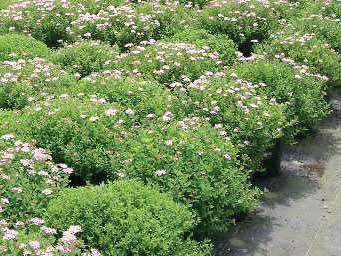 KLIPPTA HÄCKAR Cotoneaster lucidus - häckoxbär Häckoxbär är en robust