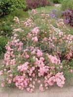 ROSOR PERENNER Rosa Hill - co age-ros