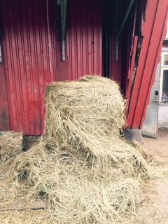 varje hästs hösilagegiva, vilka sedan poolades till ett hösilageprov per dag. Både träckproverna och hösilageproverna förtorkades i torkskåp.