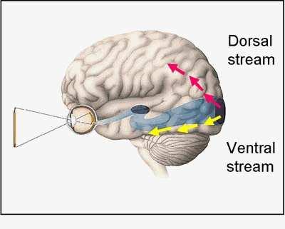 cortex tillhör den ventrala strömmen tillsammans med area V4. Celler som finns i Inferotemporala cortex svara för igenkänning av komplexa former och ansikten.