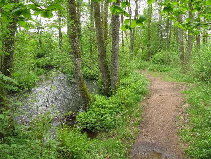 Vid låga flöden är därför sträckan lätt att komma ut i och håva i. Bottnen består av främst grus och sten. Bland de vattenlevande djuren förekommer larver av dagsländor i stor mängd.