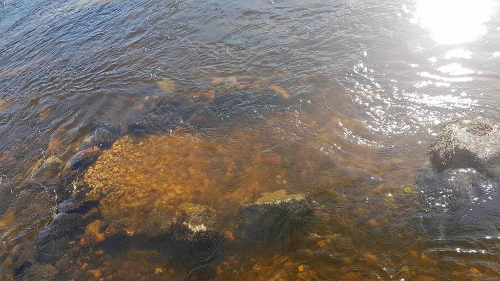 Hartijoki