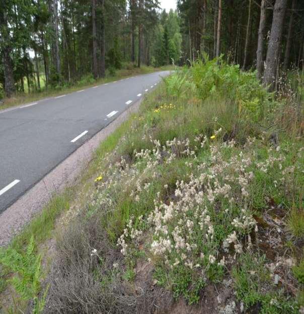 (Antennaria dioca)