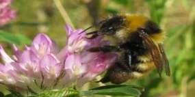 sida 2 - Meter vägsida totalt Skötselstatus - Skyltar Viktigaste florainslag Viktigaste