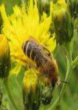 Vägkanterna ligger i anslutning till ett mycket värdefullt område vid Karlsborgs fästning med gott om bar sand och rik blomning. I området finns mycket skyddsvärd fauna av bin.