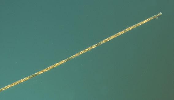 The Baltic Sea The phytoplankton diversity was very low at the Baltic stations. Quite high cell numbers of the filamentous cyanobacterium Aphanizomenon flos-aquae was found at BY38 however.