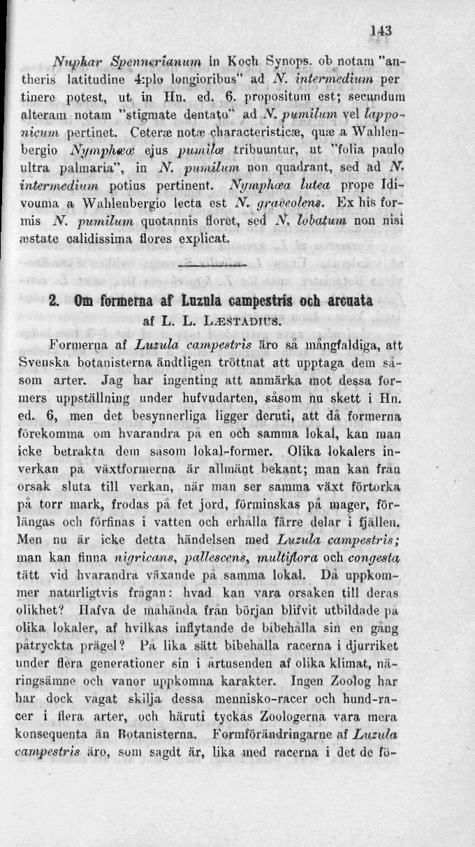 143 Nickar Spenmrianum In Koch Synops. ob notan» "antlieris latitudine 4:plo longioribus" ad N. intermedium per tiuero potest, ut in lin. ed. 6.