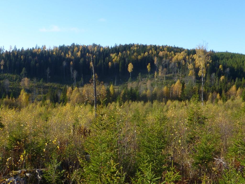 Sida 11 av 34 Lövvärdet är störst i den nordöstra delen. Naturvärdet utgörs främst av lavflora knuten till asp och i viss mån sälg. Åtgärdsbehovet kan diskuteras.