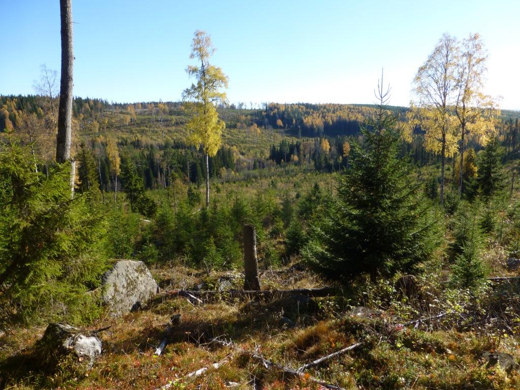 Sida 12 av 34 1.2.3. Stort hygge, cirka åtta år gammalt. Området håller ett stort antal grova och medelgrova aspar i glest sammanhållen ställning genom större delen av området.