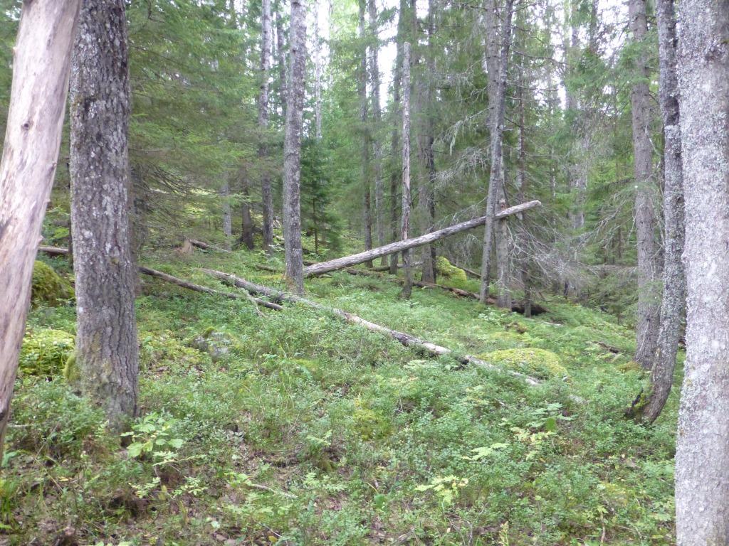 Sida 17 av 34 Bild 5: Östra Flärkmyran,, asprik skog med fynd av asptagging. Åtgärdsbehovet handlar om att ge lövet utrymme.