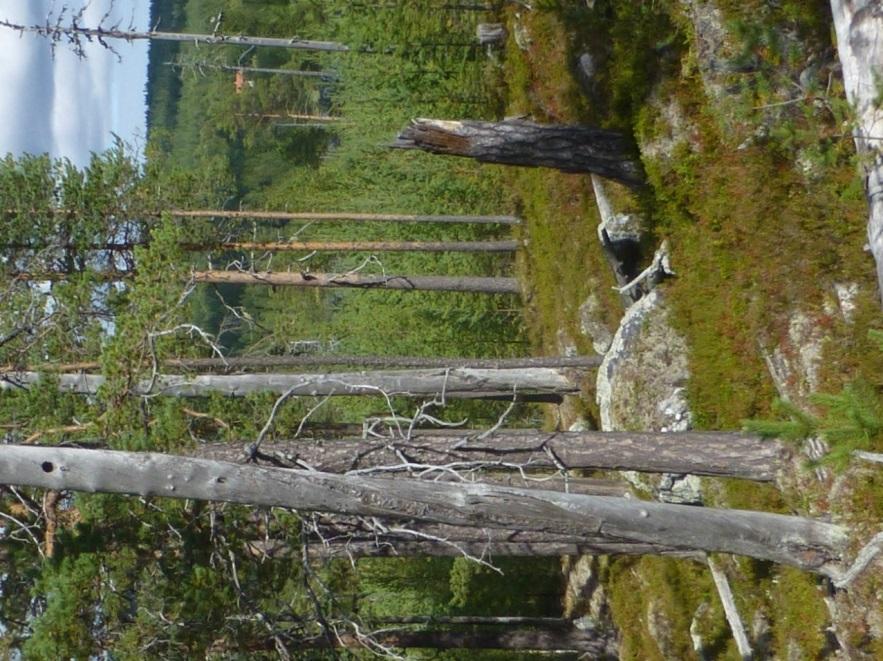 Sida 23 av 34 gelélav, skorpgelélav, stiftgelélav, aspgelélav och läderlappslav, samtliga på levande aspar.