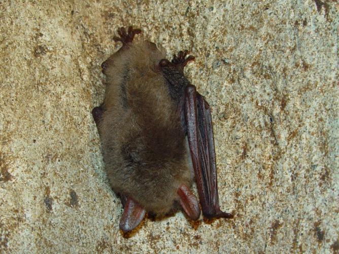 FRANSFLADDERMUS Fransfladdermus Myotis nattereri är sårbar (VU) på rödlistan från 2010 (Gärdenfors 2010).