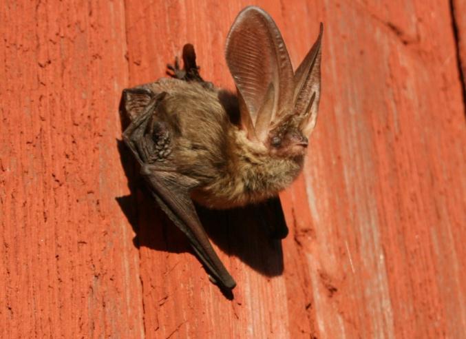 LÅNGÖRAD FLADDERMUS Långörad fladdermus Plecotus auritus är en vanlig art både i landet som helhet och i Kronobergs län. Både utseende och jaktsätt är mycket karaktäristiska.