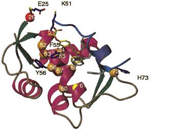 per topp Binding av cancerinhibitorn