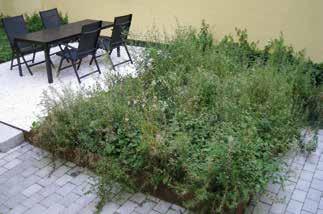 Färdiga mattor av marktäckande sorter av Thymus sp.