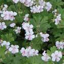 Artikelnr 2-12001, 2-12029 Läge Sol-halvskugga Höjd 20-25 cm 0,34 0,55m / 0,4 1,25m Geranium x