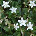 Artikelnr 2-12025 I-II (III) Läge Halvskugga-skugga Höjd 10 cm 0,4 1,25m Leptinella dioica grönkotula