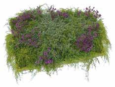 Artikelnr 2-12043 Läge Sol Höjd 5 cm 0,34 0,55m Vinca minor vintergröna Vintergrön, krypande