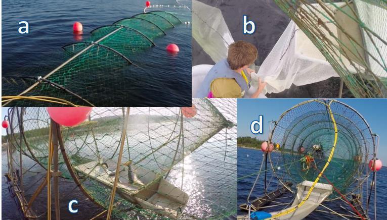11 Figur 6. a) fälla i fiskande läge. b) Skonsam vittjning med fångsten i vittjningspåsen under ytan. c) Traditionell vittjning med laxar slåendes i lådan.