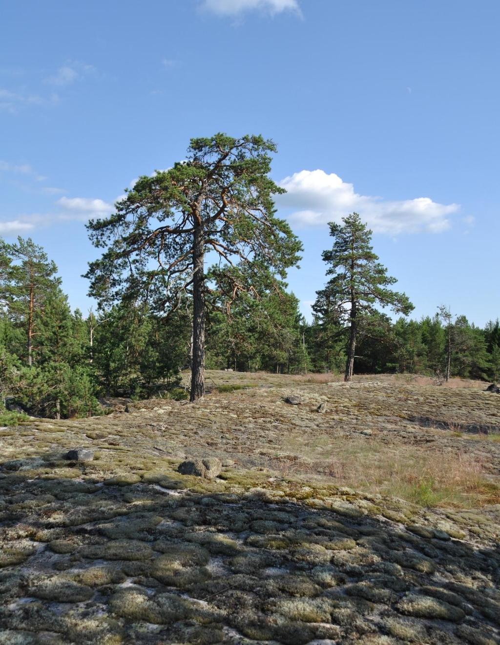 5.3 PLANERING AV FÖRVERKLIGANDE Vindmätningarna fortsätter fram till våren 2013.
