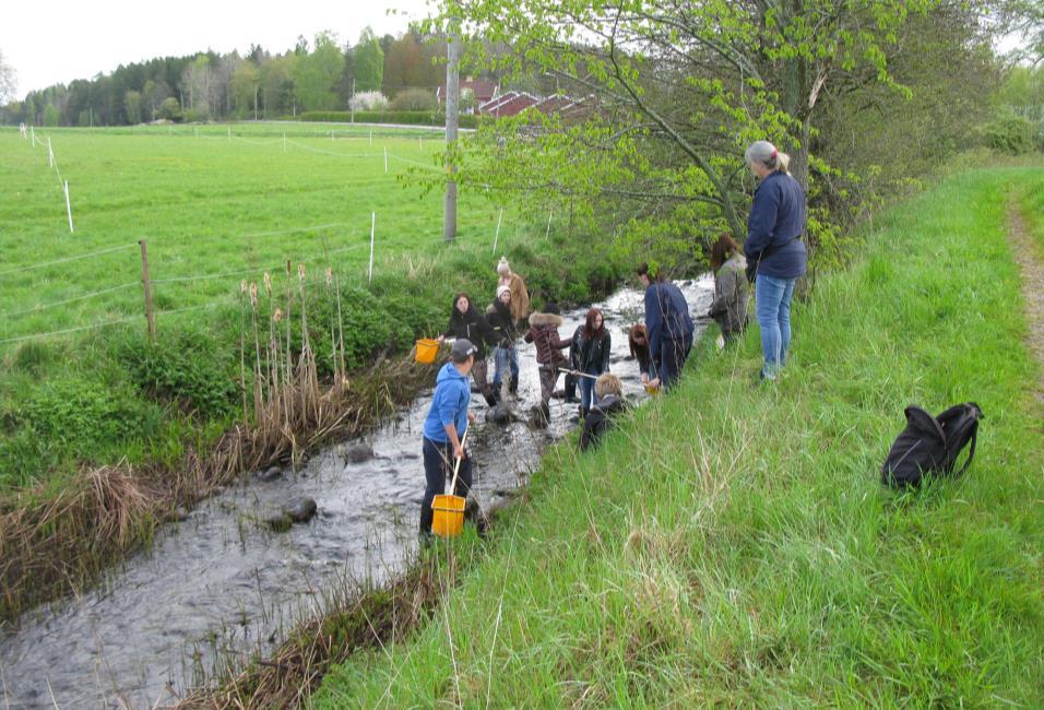 Figur 8. En lättillgänglig del av sträckan där det är lätt att håva. Lokal 3. Gärån Nedströms om lokal 2 finns en lite mer lugnflytande sträcka med rikare vattenvegetation.