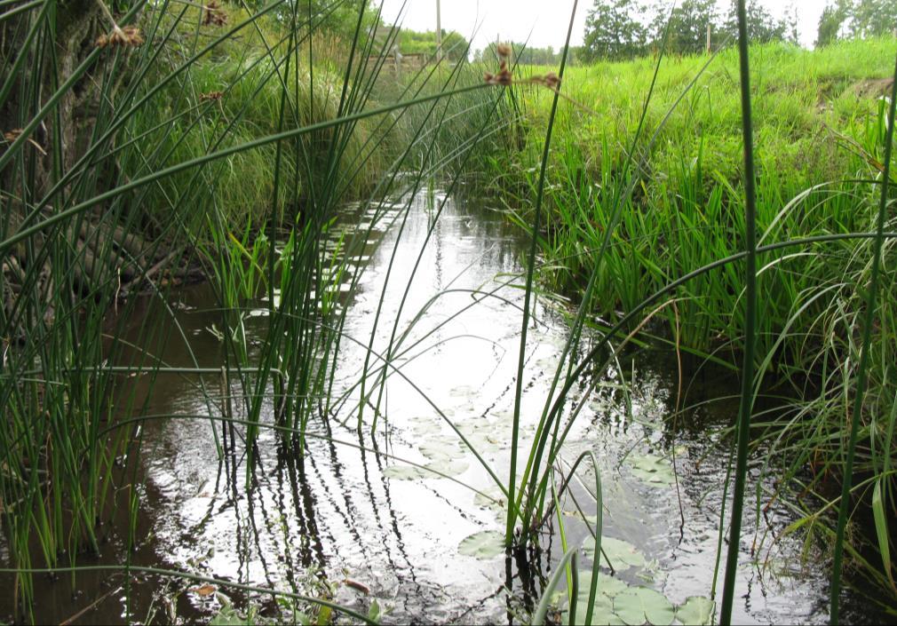 Längs stranden växer främst skogssäv, vasstarr och fackelblomster. Sammansättningen av djur är lite annorlunda jämfört med de mer strömmande sträckorna.