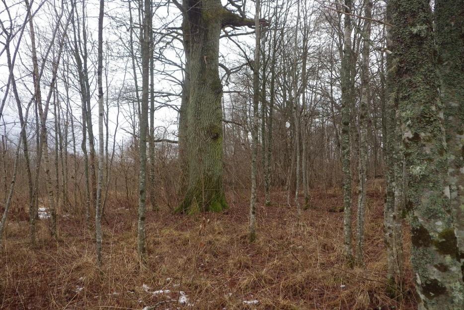 18 Område 6 2,0 ha Ängsekskog, 9160 Klass 3 Naturvärdesbedömning Området har ett påtagligt naturvärde knutet till de relativt många gamla ekarna.