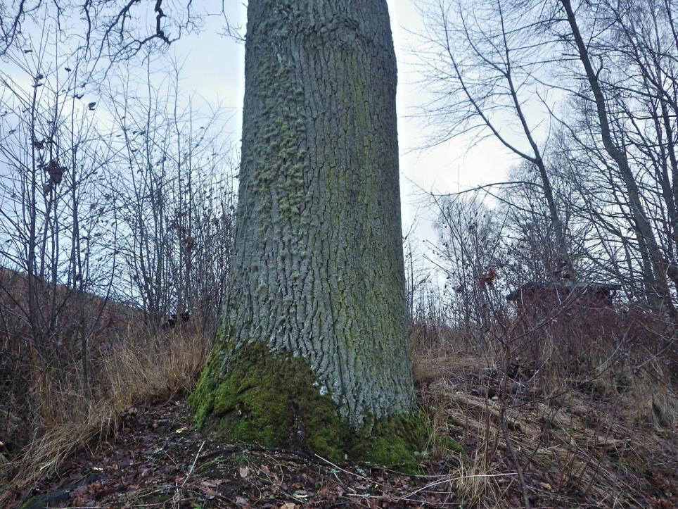 24 Område 12 0,1 ha Bäck/dike Klass 4 Naturvärdesbedömning Området har ett visst naturvärde knutet till den kosta sträckan med öppet vattendrag samt till en gammal grov ek.