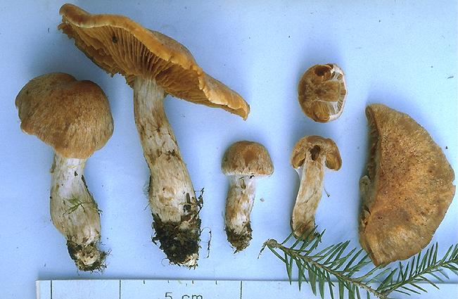 1991-09-03, KS-CO513 Cortinarius