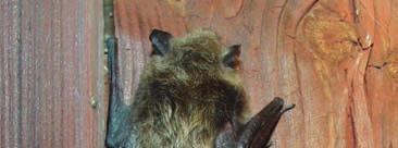 5.1 Mustaschfladdermus (Myotis mystacinus) Mustaschfladdermusen är en ovanlig fladdermusart i Sverige.