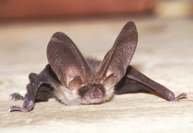 5.13 Långörad fladdermus (Plecotus auritus) Långörad fladdermus är en av de vanligare fladdermusarterna i Sverige och förekommer i hela Götaland och Svealand samt upp till mellersta Norrland.