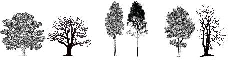 82 Spärrgrenigt träd Normalformat träd Högt ansatt krona Figur 4.7. Exempel på bedömning av trädets form.