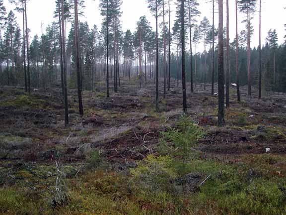 Yta 3. Ytan liknar till stora delar yta 2 men med ett Lägre antal fröträd. Antalet fröträd bedöms här till ca 40-50 st/ha, detta beror främst på omfattande vindfällningar.